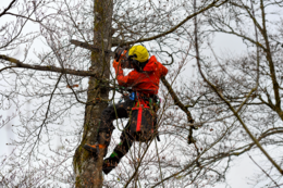 Ein Forstarbeiter in luftiger Höhe sägt mit einer Motorsäge einen Baum ab.